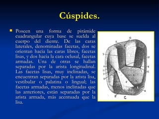 Cúspides.
   Poseen una forma de pirámide
    cuadrangular cuya base se suelda al
    cuerpo del diente. De las caras
    laterales, denominadas facetas, dos se
    orientan hacia las caras libres, facetas
    lisas, y dos hacia la cara oclusal, facetas
    armadas. Una de otras se hallan
    separadas por la arista longitudinal.
    Las facetas lisas, muy inclinadas, se
    encuentran separadas por la arista lisa,
    vestibular o palatina o lingual; las
    facetas armadas, menos inclinadas que
    las anteriores, están separadas por la
    arista armada, más acentuada que la
    lisa.
 