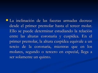    La inclinación de las facetas armadas decrece
    desde el primer premolar hasta el tercer molar.
    Ello se puede determinar estudiando la relación
    entre las alturas coronaria y cuspídea. En el
    primer premolar, la altura cuspídea equivale a un
    tercio de la coronaria, mientras que en los
    molares, segundo o tercero en especial, llega a
    ser solamente un quinto.
 
