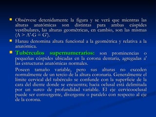  Obsérvese detenidamente la figura y se verá que mientras las
  alturas anatómicas son distintas para ambas cúspides
  vestibulares, las alturas geométricas, en cambio, son las mismas
  (A > A'-G = G').
 Hanau denomina altura funcional a la geométrica y relativa a la
  anatómica.
 Tubérculos supernumerarios: son prominencias o
  pequeñas cúspides ubicadas en la corona dentaria, agregadas a'
  las estructuras anatómicas normales.
  Poseen tamaño variable, pero sus alturas no exceden
  normalmente de un tercio de la altura coronaria. Generalmente el
  límite cervical del tubérculo se confunde con la superficie de la
  cara del diente donde se encuentra; hacia oclusal está delimitada
  por un surco de profundidad variable. El eje cervicooclusal
  puede ser convergente, divergente o paralelo con respecto al eje
  de la corona.
 