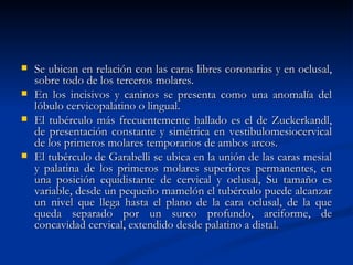    Se ubican en relación con las caras libres coronarias y en oclusal,
    sobre todo de los terceros molares.
   En los incisivos y caninos se presenta como una anomalía del
    lóbulo cervicopalatino o lingual.
   El tubérculo más frecuentemente hallado es el de Zuckerkandl,
    de presentación constante y simétrica en vestibulomesiocervical
    de los primeros molares temporarios de ambos arcos.
   El tubérculo de Garabelli se ubica en la unión de las caras mesial
    y palatina de los primeros molares superiores permanentes, en
    una posición equidistante de cervical y oclusal, Su tamaño es
    variable, desde un pequeño mamelón el tubérculo puede alcanzar
    un nivel que llega hasta el plano de la cara oclusal, de la que
    queda separado por un surco profundo, arciforme, de
    concavidad cervical, extendido desde palatino a distal.
 