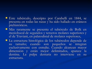    Este tubérculo, descripto por Carabelli en 1844, se
    presenta en todas las razas y ha sido hallado en cráneos
    prehistóricos.
   Más raramente se presenta el tubérculo de Bolk en
    mesiobucal de segundos y terceros molares superiores y
    el de Traviani, en palatodistal de molares superiores,
   La estructura histológica de los tubérculos depende de
    su tamaño; cuando son pequeños se integran
    exclusivamente con esmalte. Cuando alcanzan mayor
    dimensión y están mejor delimitados, aparece la
    dentina. La pulpa dentaria no interviene en su
    estructura.
 
