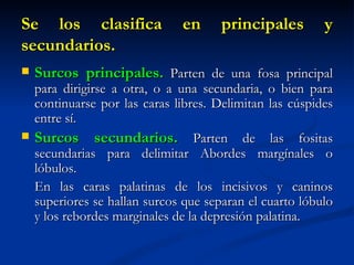 Se los clasifica               en      principales        y
secundarios.
   Surcos principales. Parten de una fosa principal
    para dirigirse a otra, o a una secundaria, o bien para
    continuarse por las caras libres. Delimitan las cúspides
    entre sí.
   Surcos secundarios. Parten de las fositas
    secundarias para delimitar Abordes margínales o
    lóbulos.
    En las caras palatinas de los incisivos y caninos
    superiores se hallan surcos que separan el cuarto lóbulo
    y los rebordes marginales de la depresión palatina.
 