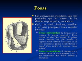 Fosas
   Son excavaciones irregulares, algo más
    profundas que los surcos. Se las
    clasifica en principales y secundarias.
   Gysi, con criterio funcional, considera
    a las fosas principales como cúspides
    invertidas.
      Fosas principales: Se forman por la
      reunión de surcos principales. Estos
      pueden ser dos (fosa central de primer
      molar superior); tres (fosa central de
      segundo molar superior o cualquiera de las
      fosas centrales de primer molar inferior), o
      cuatro' (fosa central de segundo molar
      inferior)
     Fosas secundarias. Se forman por la
      intersección de un surco principal y uno o
      dos secundarios. Son menos amplias y
      profundas.
 