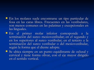    En los molares suele encontrarse un tipo particular de
    fosa en las caras libres. Frecuentes en las vestibulares,
    son menos comunes en las palatinas y excepcionales en
    las linguales.
   En el primer molar inferior corresponde a la
    terminación del surco mesiovestibular; en el segundo y
    en los superiores al surco vestibular; en el tercero a la
    terminación del surco vestibular o del mesiovestibular,
    según la forma que el diente adopte.
   Se ubica siempre en un punto equidistante de oclusal y
    cervical y tiene forma olivar, con el eje mayor dirigido
    en el sentido vertical.
 