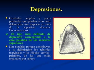 Depresiones.
 Cavidades amplias y poco
  profundas que pueden o no estar
  delimitadas con respecto al resto
  de     la   superficie  dentaria.
  Encontraremos:
a) El tipo más definido de
  depresión corresponde a la
  cara palatina de los incisivos
  superiores
 Son notables porque contribuyen
  a su delimitación los rebordes
  marginales y los lóbulos cervico-
  palatinos, de los que están
  separados por surcos.
 