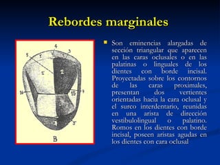 Rebordes marginales
           Son eminencias alargadas de
            sección triangular que aparecen
            en las caras oclusales o en las
            palatinas o linguales de los
            dientes con borde incisal.
            Proyectadas sobre los contornos
            de     las    caras    proximales,
            presentan       dos      vertientes
            orientadas hacia la cara oclusal y
            el surco interdentario, reunidas
            en una arista de dirección
            vestibulolingual    o     palatino.
            Romos en los dientes con borde
            incisal, poseen aristas agudas en
            los dientes con cara oclusal
 