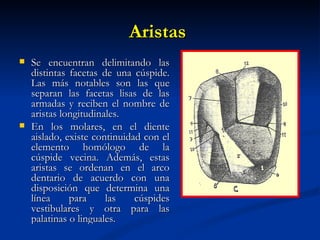 Aristas
   Se encuentran delimitando las
    distintas facetas de una cúspide.
    Las más notables son las que
    separan las facetas lisas de las
    armadas y reciben el nombre de
    aristas longitudinales.
   En los molares, en el diente
    aislado, existe continuidad con el
    elemento homólogo de la
    cúspide vecina. Además, estas
    aristas se ordenan en el arco
    dentario de acuerdo con una
    disposición que determina una
    línea     para     las    cúspides
    vestibulares y otra para las
    palatinas o linguales.
 