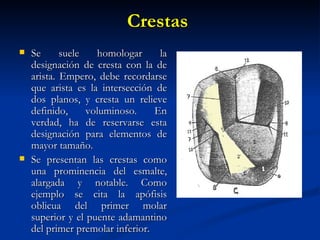 Crestas
   Se      suele   homologar      la
    designación de cresta con la de
    arista. Empero, debe recordarse
    que arista es la intersección de
    dos planos, y cresta un relieve
    definido,     voluminoso.     En
    verdad, ha de reservarse esta
    designación para elementos de
    mayor tamaño.
   Se presentan las crestas como
    una prominencia del esmalte,
    alargada y notable. Como
    ejemplo se cita la apófisis
    oblicua del primer molar
    superior y el puente adamantino
    del primer premolar inferior.
 