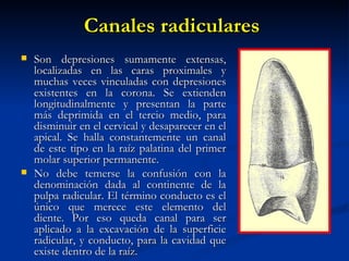 Canales radiculares
   Son depresiones sumamente extensas,
    localizadas en las caras proximales y
    muchas veces vinculadas con depresiones
    existentes en la corona. Se extienden
    longitudinalmente y presentan la parte
    más deprimida en el tercio medio, para
    disminuir en el cervical y desaparecer en el
    apical. Se halla constantemente un canal
    de este tipo en la raíz palatina del primer
    molar superior permanente.
   No debe temerse la confusión con la
    denominación dada al continente de la
    pulpa radicular. El término conducto es el
    único que merece este elemento del
    diente. Por eso queda canal para ser
    aplicado a la excavación de la superficie
    radicular, y conducto, para la cavidad que
    existe dentro de la raíz.
 