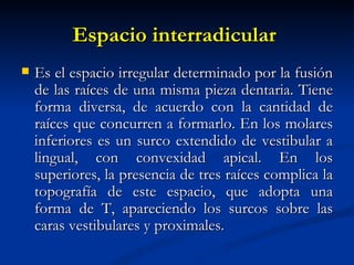 Espacio interradicular
   Es el espacio irregular determinado por la fusión
    de las raíces de una misma pieza dentaria. Tiene
    forma diversa, de acuerdo con la cantidad de
    raíces que concurren a formarlo. En los molares
    inferiores es un surco extendido de vestibular a
    lingual, con convexidad apical. En los
    superiores, la presencia de tres raíces complica la
    topografía de este espacio, que adopta una
    forma de T, apareciendo los surcos sobre las
    caras vestibulares y proximales.
 