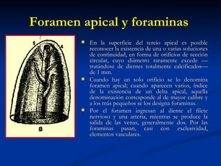Foramen apical y foraminas
           En la superficie del tercio apical es posible
            reconocer la existencia de una o varias soluciones
            de continuidad, en forma de orificios de sección
            circular, cuyo diámetro raramente excede —
            tratándose de dientes totalmente calcificados—
            de 1 mm.
           Cuando hay un solo orificio se lo denomina
            foramen apical; cuando aparecen varios, índice
            de la existencia de un delta apical, aquella
            denominación corresponde al de mayor calibre y
            a los más pequeños se los designa foraminas.
           Por el foramen ingresan al diente el filete
            nervioso y una arteria, mientras se produce la
            salida de las venas, generalmente dos. Por las
            foraminas pasan, casi con exclusividad,
            elementos vasculares.
 