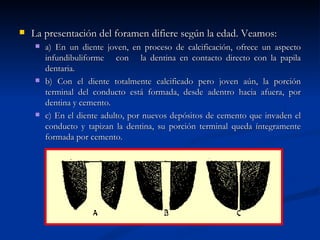    La presentación del foramen difiere según la edad. Veamos:
       a) En un diente joven, en proceso de calcificación, ofrece un aspecto
        infundibuliforme con la dentina en contacto directo con la papila
        dentaria.
       b) Con el diente totalmente calcificado pero joven aún, la porción
        terminal del conducto está formada, desde adentro hacia afuera, por
        dentina y cemento.
       c) En el diente adulto, por nuevos depósitos de cemento que invaden el
        conducto y tapizan la dentina, su porción terminal queda íntegramente
        formada por cemento.
 