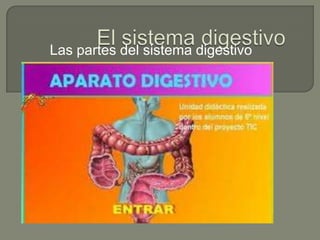 Las partes del sistema digestivo
 