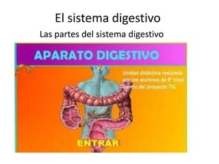 El sistema digestivo
Las partes del sistema digestivo
 