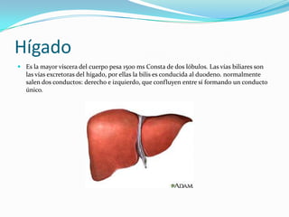 Hígado
 Es la mayor víscera del cuerpo pesa 1500 ms Consta de dos lóbulos. Las vías biliares son
  las vías excretoras del hígado, por ellas la bilis es conducida al duodeno. normalmente
  salen dos conductos: derecho e izquierdo, que confluyen entre sí formando un conducto
  único.
 