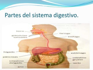 Partes del sistema digestivo.
 