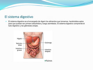 El sistema digestivo
   El sistema digestivo es el encargado de digerir los alimentos que tomamos, haciéndolos aptos
    para que puedan ser primero absorbidos y luego asimilados. El sistema digestivo comprende el
    tubo digestivo y las glándulas anejas.
 