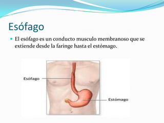 Esófago
 El esófago es un conducto musculo membranoso que se
 extiende desde la faringe hasta el estómago.
 
