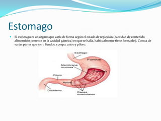 Estomago
   El estómago es un órgano que varia de forma según el estado de repleción (cantidad de contenido
    alimenticio presente en la cavidad gástrica) en que se halla, habitualmente tiene forma de J. Consta de
    varias partes que son : Fundos, cuerpo, antro y píloro.
 