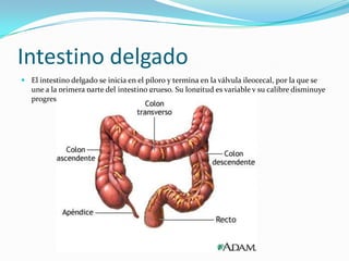 Intestino delgado
 El intestino delgado se inicia en el píloro y termina en la válvula ileocecal, por la que se
  une a la primera parte del intestino grueso. Su longitud es variable y su calibre disminuye
  progresivamente desde su origen hasta la válvula ileocecal.
 