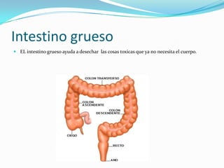 Intestino grueso
 EL intestino grueso ayuda a desechar las cosas toxicas que ya no necesita el cuerpo.
 