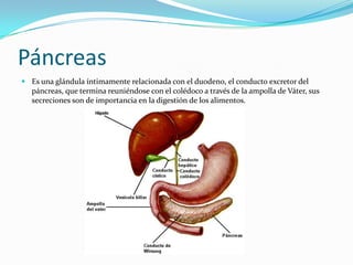 Páncreas
 Es una glándula íntimamente relacionada con el duodeno, el conducto excretor del
  páncreas, que termina reuniéndose con el colédoco a través de la ampolla de Váter, sus
  secreciones son de importancia en la digestión de los alimentos.
 