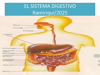EL SISTEMA DIGESTIVO
Ramiriqui/2025
 
