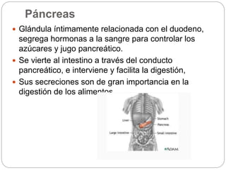 Páncreas
 Glándula íntimamente relacionada con el duodeno,
segrega hormonas a la sangre para controlar los
azúcares y jugo pancreático.
 Se vierte al intestino a través del conducto
pancreático, e interviene y facilita la digestión,
 Sus secreciones son de gran importancia en la
digestión de los alimentos.
 