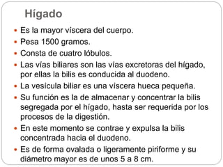 Hígado
 Es la mayor víscera del cuerpo.
 Pesa 1500 gramos.
 Consta de cuatro lóbulos.
 Las vías biliares son las vías excretoras del hígado,
por ellas la bilis es conducida al duodeno.
 La vesícula biliar es una víscera hueca pequeña.
 Su función es la de almacenar y concentrar la bilis
segregada por el hígado, hasta ser requerida por los
procesos de la digestión.
 En este momento se contrae y expulsa la bilis
concentrada hacia el duodeno.
 Es de forma ovalada o ligeramente piriforme y su
diámetro mayor es de unos 5 a 8 cm.
 