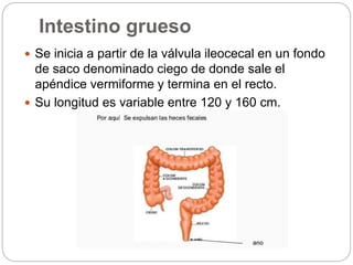 Intestino grueso
 Se inicia a partir de la válvula ileocecal en un fondo
de saco denominado ciego de donde sale el
apéndice vermiforme y termina en el recto.
 Su longitud es variable entre 120 y 160 cm.
 