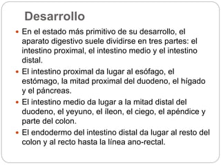 Desarrollo
 En el estado más primitivo de su desarrollo, el
aparato digestivo suele dividirse en tres partes: el
intestino proximal, el intestino medio y el intestino
distal.
 El intestino proximal da lugar al esófago, el
estómago, la mitad proximal del duodeno, el hígado
y el páncreas.
 El intestino medio da lugar a la mitad distal del
duodeno, el yeyuno, el íleon, el ciego, el apéndice y
parte del colon.
 El endodermo del intestino distal da lugar al resto del
colon y al recto hasta la línea ano-rectal.
 