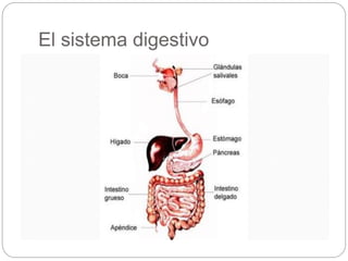 El sistema digestivo
 