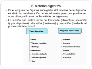 El sistema digestivo
 Es el conjunto de órganos encargados del proceso de la digestión,
es decir, la transformación de los alimentos para que puedan ser
absorbidos y utilizados por las células del organismo.
 La función que realiza es la de transporte (alimentos), secreción
(jugos digestivos), absorción (nutrientes) y excreción (mediante el
proceso de defecación).
 