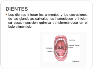 DIENTES
 Los dientes trituran los alimentos y las secreciones
de las glándulas salivales los humedecen e inician
su descomposición química transformándose en el
bolo alimenticio.
 