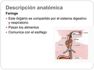 Descripción anatómica
Faringe
 Este órgano es compartido por el sistema digestivo
y respiratorio.
 Pasan los alimentos
 Comunica con el esófago
 