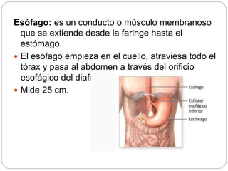 Esófago: es un conducto o músculo membranoso
que se extiende desde la faringe hasta el
estómago.
 El esófago empieza en el cuello, atraviesa todo el
tórax y pasa al abdomen a través del orificio
esofágico del diafragma.
 Mide 25 cm.
 