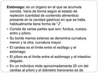Estómago: es un órgano en el que se acumula
comida. Varía de forma según el estado de
repleción (cantidad de contenido alimenticio
presente en la cavidad gástrica) en que se halla,
habitualmente tiene forma de "J".
 Consta de varias partes que son: fundus, cuerpo,
antro y píloro.
 Su borde menos extenso se denomina curvatura
menor y la otra, curvatura mayor.
 El cardias es el límite entre el esófago y el
estómago.
 El píloro es el límite entre el estómago y el intestino
delgado.
 En un individuo mide aproximadamente 25 cm del
cardias al píloro y el diámetro transverso es de
 