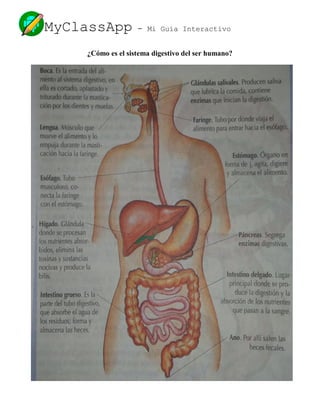 MyClassApp - Mi Guía Interactivo
¿Cómo es el sistema digestivo del ser humano?
 