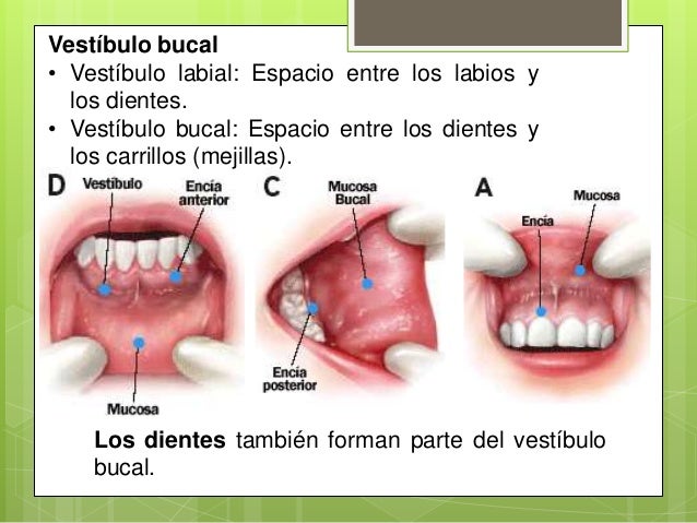 vestibulo y cavidad bucal el sistema digestivo vestibulo y cavidad bucal el sistema digestivo