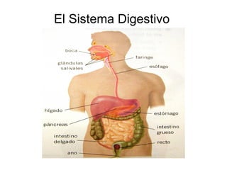 El Sistema Digestivo
 