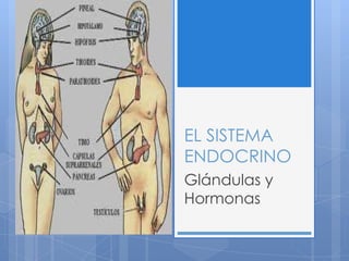 EL SISTEMA
ENDOCRINO
Glándulas y
Hormonas
 