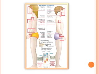 El sistema endocrino