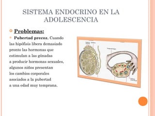 SISTEMA ENDOCRINO EN LA
ADOLESCENCIA


Problemas:



Pubertad precoz. Cuando

las hipófisis libera demasiado
pronto las hormonas que
estimulan a las gónadas
a producir hormonas sexuales,
algunos niños presentan
los cambios corporales
asociados a la pubertad
a una edad muy temprana.

 