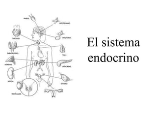 El sistema
endocrino
 