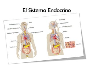 El Sistema Endocrino
 