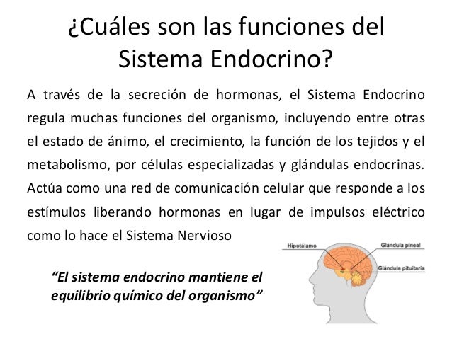 El sistema endocrino