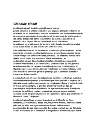Glandula pineal
La glándula pineal, también conocida como cuerpo
pineal, conarium o epífisis cerebral es una pequeña glándula endocrina en
el cerebro de los vertebrados. Produce melatonina, una hormona derivada de
la serotonina que afecta a la modulación de los patrones del sueño, tanto a
los ritmos circadianos como estacionales. Su forma se asemeja a un
pequeño cono de pino (de ahí su nombre), y está ubicada en
el epitálamo cerca del centro del cerebro, entre los doshemisferios, metida
en un surco donde las dos mitades del tálamo se unen.
Casi todas las especies de vertebrados poseen una glándula pineal. La más
importante excepción son los Myxini, que es a menudo considerado como
uno de los tipos de vertebrados más primitivos. No obstante, incluso en el
Myxini podría haber una estructura "pineal equivalente" en
el diencéfalo dorsal. El anfioxoBranchiostoma lanceolatum, el pariente
existente más cercano a los vertebrados, también carece de una glándula
pineal reconocible. La Lamprea (considerado casi tan primitivo como el
Myxini) no posee una pineal. Algunos vertebrados más desarrollados, entre
ellos el caimán, carece de glándula pineal ya que la perdieron durante el
transcurso de la evolución.
Los resultados de diversas investigaciones científicas en biología evolutiva,
neuroanatomía comparativa y neurofisiología han explicado la filogenia de la
glándula pineal en diversas especies de vertebrados. Desde el punto de vista
de la evolución biológica, la glándula pineal representa un tipo de
fotorreceptor atrofiado en elepitálamo de algunos vertebrados. En algunas
especies de anfibios y reptiles, se presenta como un órgano vestigial,
conocido como ojo parietal presente en elepitálamo, por lo que también se le
denomina como: "ojo pineal".
La glándula pineal tuvo un papel importante en la filosofía de René
Descartes, al considerarla, desde una perspectiva dualista, como el asiento
principal del alma y el lugar en el que se forman todos nuestros
pensamientos. En ese mismo sentido, Descartes especuló que su fisiología
estaba involucrada en la sensación, la imaginación, la memoria y que era la
 