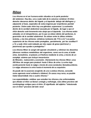 Riñon
Los riñones en el ser humano están situados en la parte posterior
del abdomen. Hay dos, uno a cada lado de la columna vertebral. El riñón
derecho descansa detrás del hígado y el izquierdo debajo del diafragma y
adyacente al bazo, separados de estos órganos por el peritoneo parietal
posterior. Sobre cada riñón hay una glándula suprarrenal. La asimetría
dentro de la cavidad abdominal causada por el hígado, da lugar a que el
riñón derecho esté levemente más abajo que el izquierdo. Los riñones están
ubicados en el retroperitoneo, por lo que se sitúan detrás del peritoneo, la
guarnición de la cavidad abdominal. Se ubican entre la última vértebra
torácica, y las tres primeras vértebras lumbares (de T12 a L3).2 Los polos
superiores de los riñones están protegidos, parcialmente, por las costillas11
y 12, y cada riñón está rodeado por dos capas de grasa (perirrenal y
pararrenal) que ayudan a protegerlos.2
Los riñones filtran la sangre del aparato circulatorio y eliminan los desechos
(diversos residuos metabólicos del organismo, como son la urea, el ácido
úrico, lacreatinina, el potasio y el fósforo) mediante la orina, a través de un
complejo sistema que incluye mecanismos
de filtración, reabsorción y excreción. Diariamente los riñones filtran unos
200 litros de sangre para producir hasta 2 litros de orina. La orina baja
continuamente hacia la vejiga a través de unos conductos llamadosuréteres.
La vejiga almacena la orina hasta el momento de su expulsión.
Se puede dar la ausencia congénita de uno o ambos riñones, conocida
como agenesia renal unilateral o bilateral. En casos muy raros, es posible
haber desarrollado tres o cuatro riñones.3
Las especialidades médicas que estudian los riñones y las enfermedades
que afectan al riñón se llaman urología y nefrología, esta última proviene del
nombregriego antiguo para el riñón. El significado del adjetivo "relacionado
con el riñón" proviene del latín renal
 