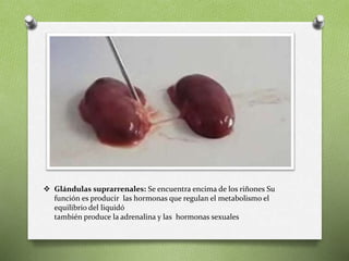  Glándulas suprarrenales: Se encuentra encima de los riñones Su
función es producir las hormonas que regulan el metabolismo el
equilibrio del liquidó
también produce la adrenalina y las hormonas sexuales
 