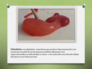 Glándulas: son glándulas masculinas que produce Espermatozoide y las
hormonas sexuales de la testosterona también alimentan a los
espermatozoides su enfermedad es cáncer a los testículos esta ubicado debajo
del pene en una bolsa escrotal
 